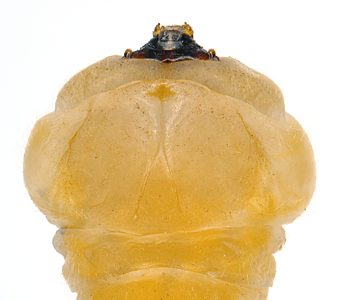 Microcastalia globithorax, PL4105, larva, from Choretrum glomeratum (PJL 3286) stem, dorsal, EP, 21.9 × 4.3 mm